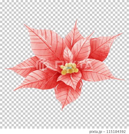 Watercolor Hand drawn illustration Christmas red poinsettia flowers for holiday invitation, card design clipart print new year decor for print, label, invitation design   Watercolor Hand drawn illustration Christmas red poinsettia flowers for holiday invitation, card design clipart print new year decor for print, label, invitation design   115184392