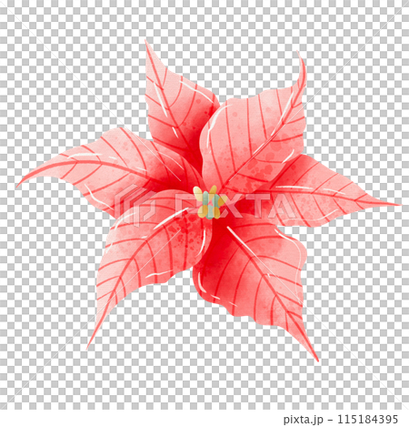 Watercolor Hand drawn illustration Christmas red poinsettia flowers for holiday invitation, card design clipart print new year decor for print, label, invitation design Watercolor Hand drawn illustration Christmas red poinsettia flowers for holiday invitation, card design clipart print new year decor for print, label, invitation design 115184395