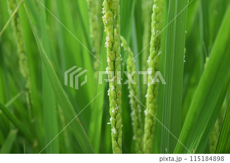 白く小さい イネの花 白く小さい イネの花 115184898