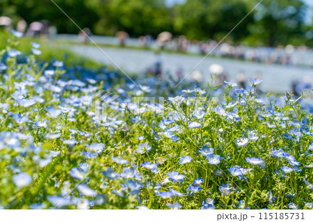 公園に咲くネモフィラ 115185731
