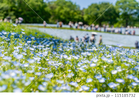 公園に咲くネモフィラ 公園に咲くネモフィラ 115185732