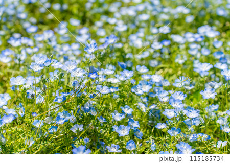 公園に咲くネモフィラ 115185734