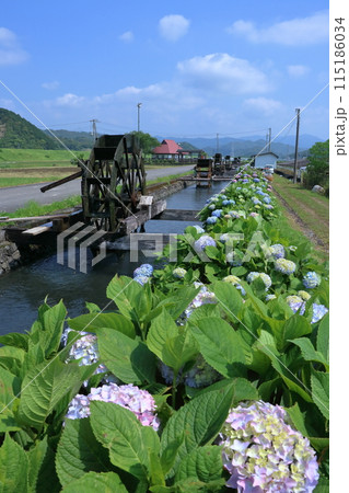 水路沿いに咲く紫陽花 安並水車の里 (高知県 四万十市) 水路沿いに咲く紫陽花 安並水車の里 (高知県 四万十市) 115186034