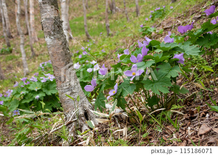 シラネアオイの群生地　群馬県野反湖 115186071