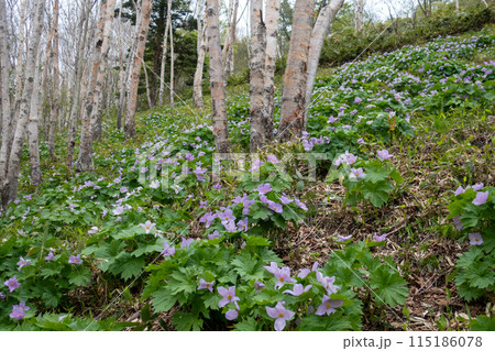 シラネアオイの群生地 群馬県野反湖 シラネアオイの群生地 群馬県野反湖 115186078