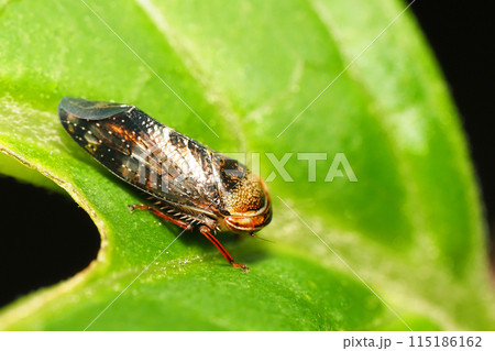 ブチミャクヨコバイの一種 115186162