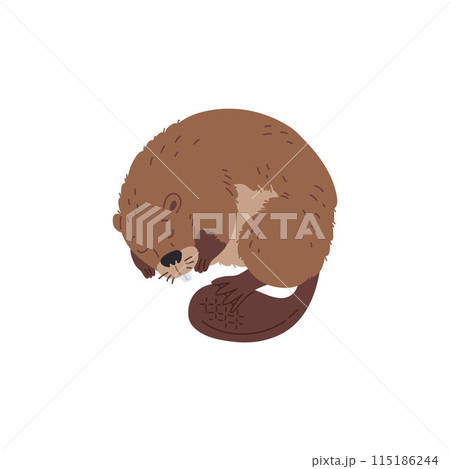 Vector character is a sleeping beaver with sharp teeth, a flat tail and brown fur 115186244