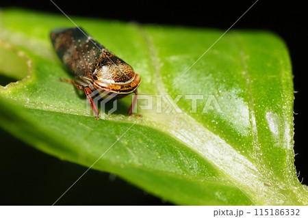 ブチミャクヨコバイの一種 115186332