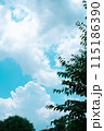 緑の木と夏空 115186390