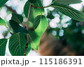 玉ボケが背景にある緑の葉 115186391