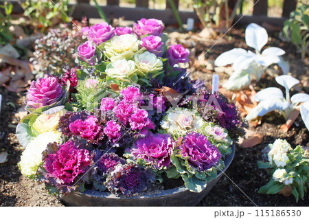 ハボタンの花 115186530