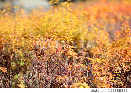 鮮やか　色づく　ユキヤナギの葉 115186531