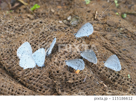 土のうを吸水中のルリシジミ 115186612