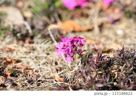 シバザクラの花 シバザクラの花 115186622