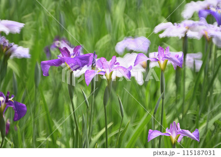 ミラーレンズで撮った花菖蒲 ミラーレンズで撮った花菖蒲 115187031