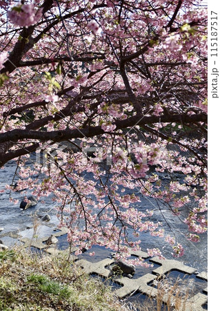 川沿いに咲く河津桜 川沿いに咲く河津桜 115187517