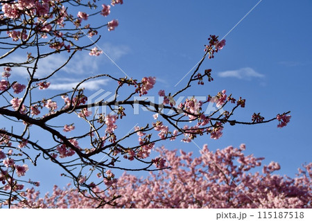青空に映える河津桜 青空に映える河津桜 115187518
