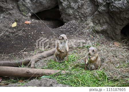 プレーリードッグ、上野動物園 プレーリードッグ、上野動物園 115187605