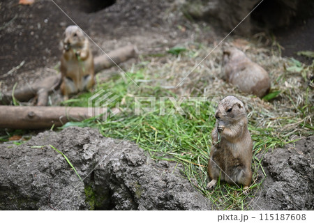 プレーリードッグ、上野動物園 115187608