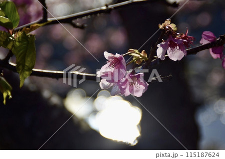 光を浴びて輝く桜 115187624