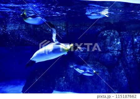 水中を泳ぐペンギン 115187662