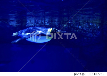 水中を泳ぐペンギン 115187755