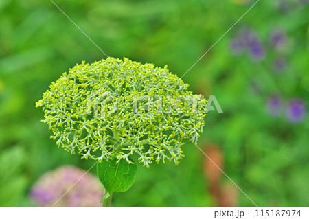 黄緑色のアジサイの花（春、五月） 115187974