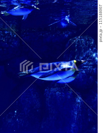 水中を泳ぐペンギン 水中を泳ぐペンギン 115188007