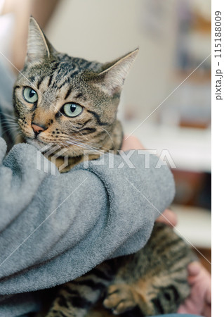 抱っこされた猫 115188009