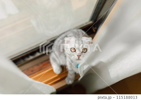 窓際の猫 窓際の猫 115188013