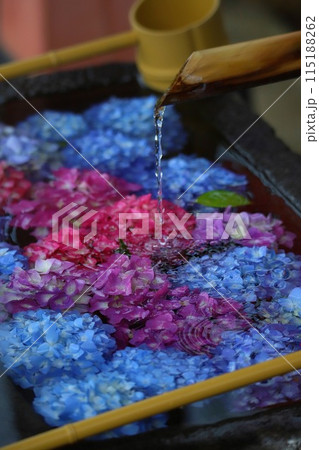 紫陽花が彩る花手水 115188262