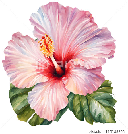 Hibiscus watercolor flower 115188263