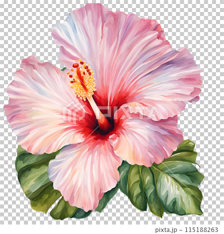 Hibiscus watercolor flower 115188263
