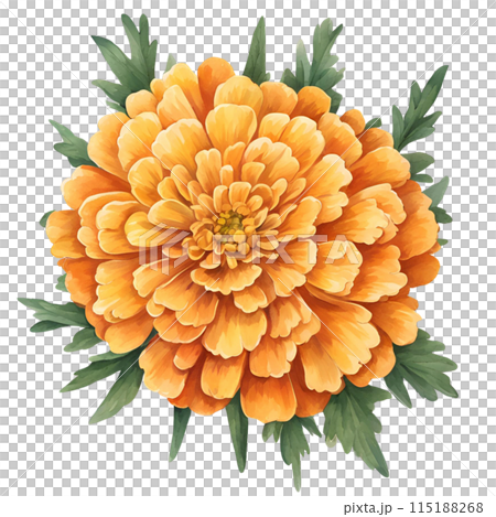 Marigold Marigold 115188268