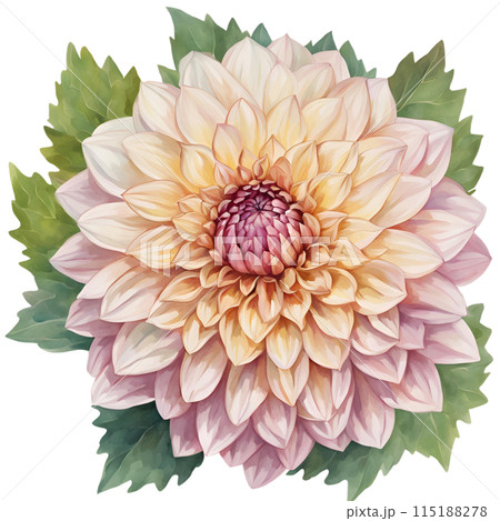 Dahlia 115188278