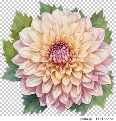 Dahlia 115188278