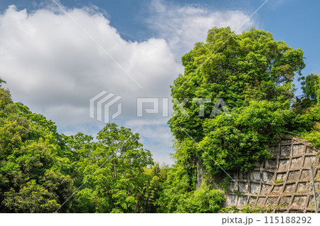 新緑の木々 京都府南山城村 新緑の木々 京都府南山城村 115188292