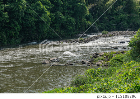 京都南部の渓流木津川　京都府南山城村 115188296