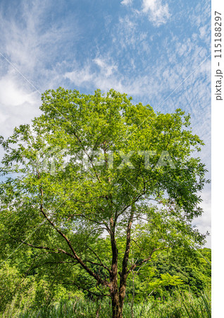 新緑の木 京都府南山城村 新緑の木 京都府南山城村 115188297