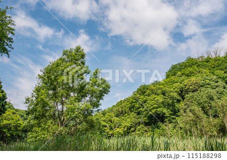 新緑の木々 京都府南山城村 新緑の木々 京都府南山城村 115188298