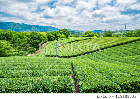 田山・ツルギの茶畑風景　京都府南山城村 115188338