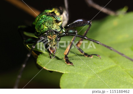 生き物 昆虫 ミドリカミキリ、割と凶暴そうな顔立ち。脛節には栗色の毛がびっしり 生き物 昆虫 ミドリカミキリ、割と凶暴そうな顔立ち。脛節には栗色の毛がびっしり 115188462