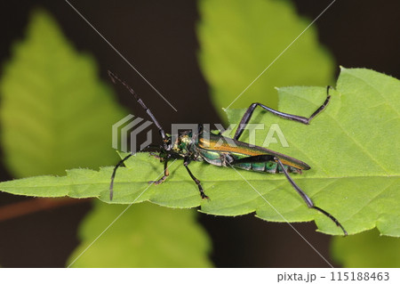 生き物　昆虫　ミドリカミキリ、腹部には光沢のある天鵞絨状の毛。緑のグラデーションが美しい 115188463