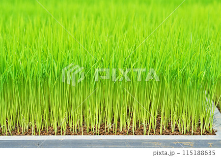 田植えを待つ育苗箱のコメの苗(春、五月) 田植えを待つ育苗箱のコメの苗(春、五月) 115188635