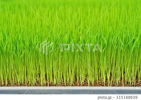 田植えを待つ育苗箱のコメの苗（春、五月） 115188639