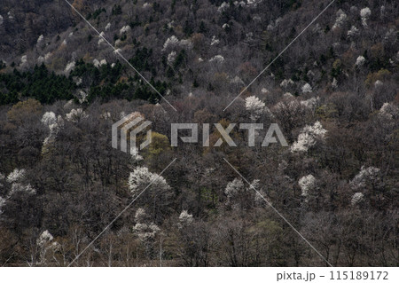 北コブシの山 北コブシの山 115189172