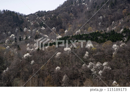 北コブシの山 北コブシの山 115189173