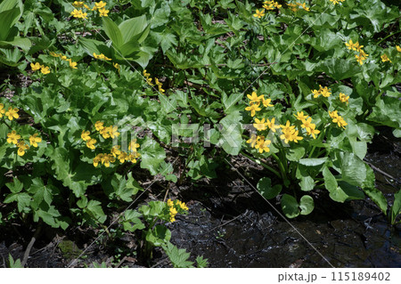 早春の里山 115189402