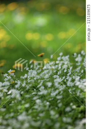 二輪草の森 二輪草の森 115189675