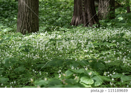 二輪草の森 115189689